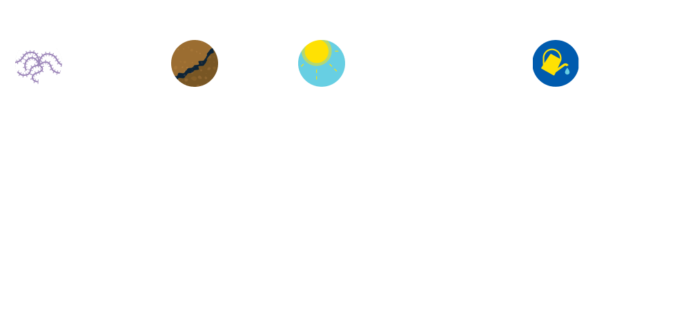 But we must also observe the weeds, soil, sunlight, and water across the whole garden-ACEs and PCEs surveillance across the whole community or population. That way, we can understand how to prevent obstacles to growth and encourage healthy outcomes for everyone.
